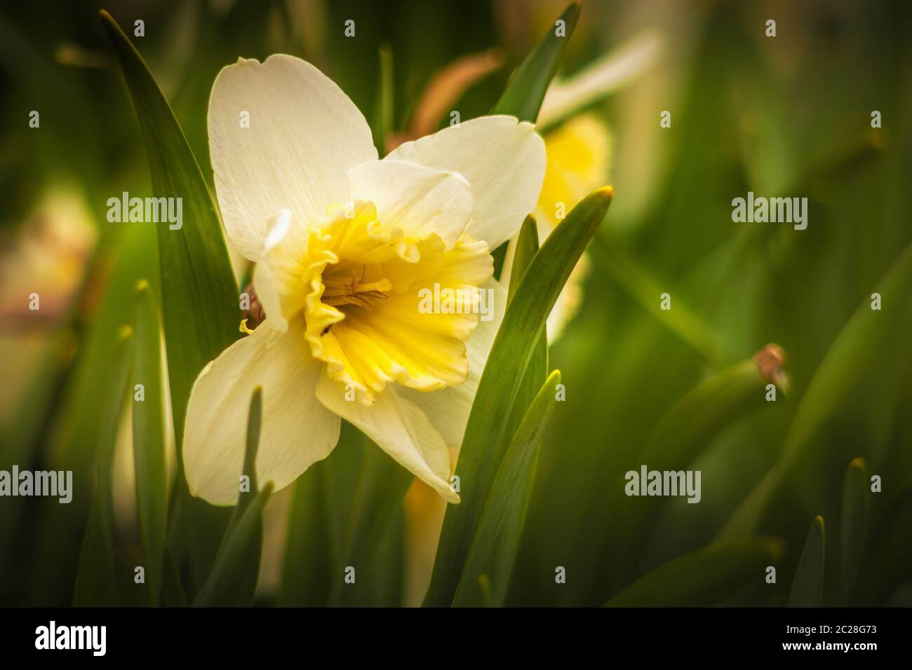 Daffodil in the spring Stock Photo