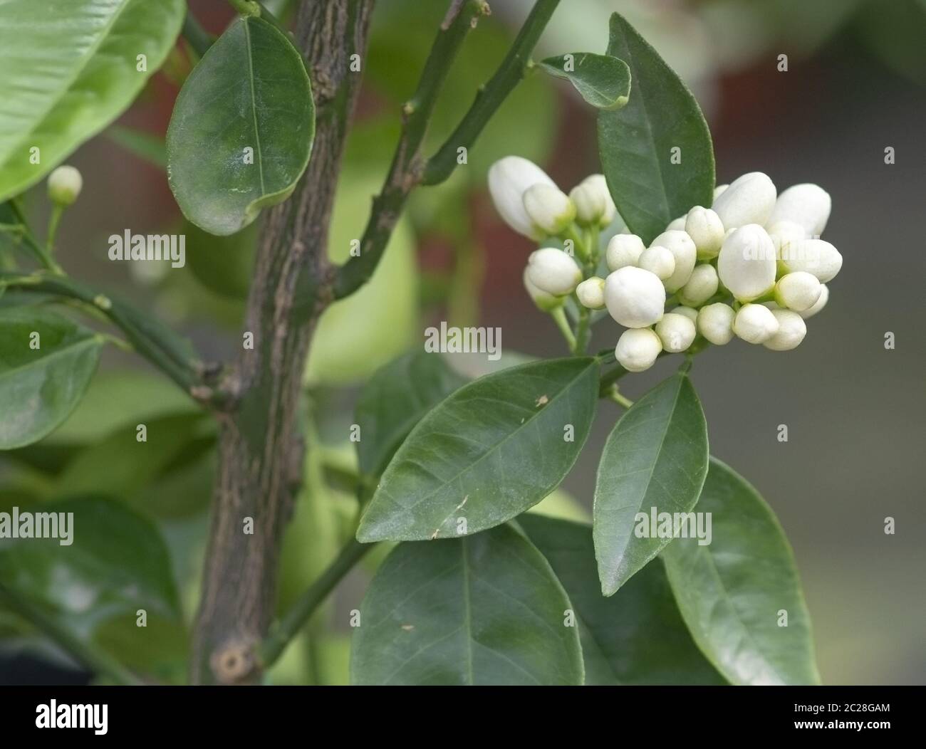Abundance white orange flower buds Stock Photo Alamy