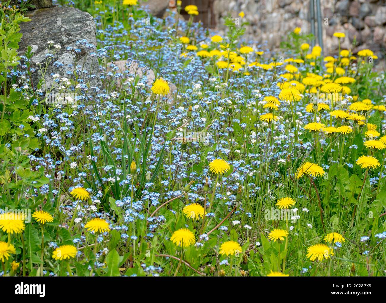 landscape with old stone castle ruins, colorful spring flowers in the ...