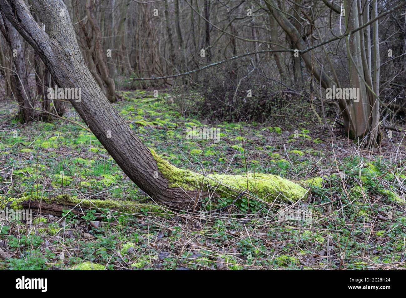 In the Forest Stock Photo - Alamy