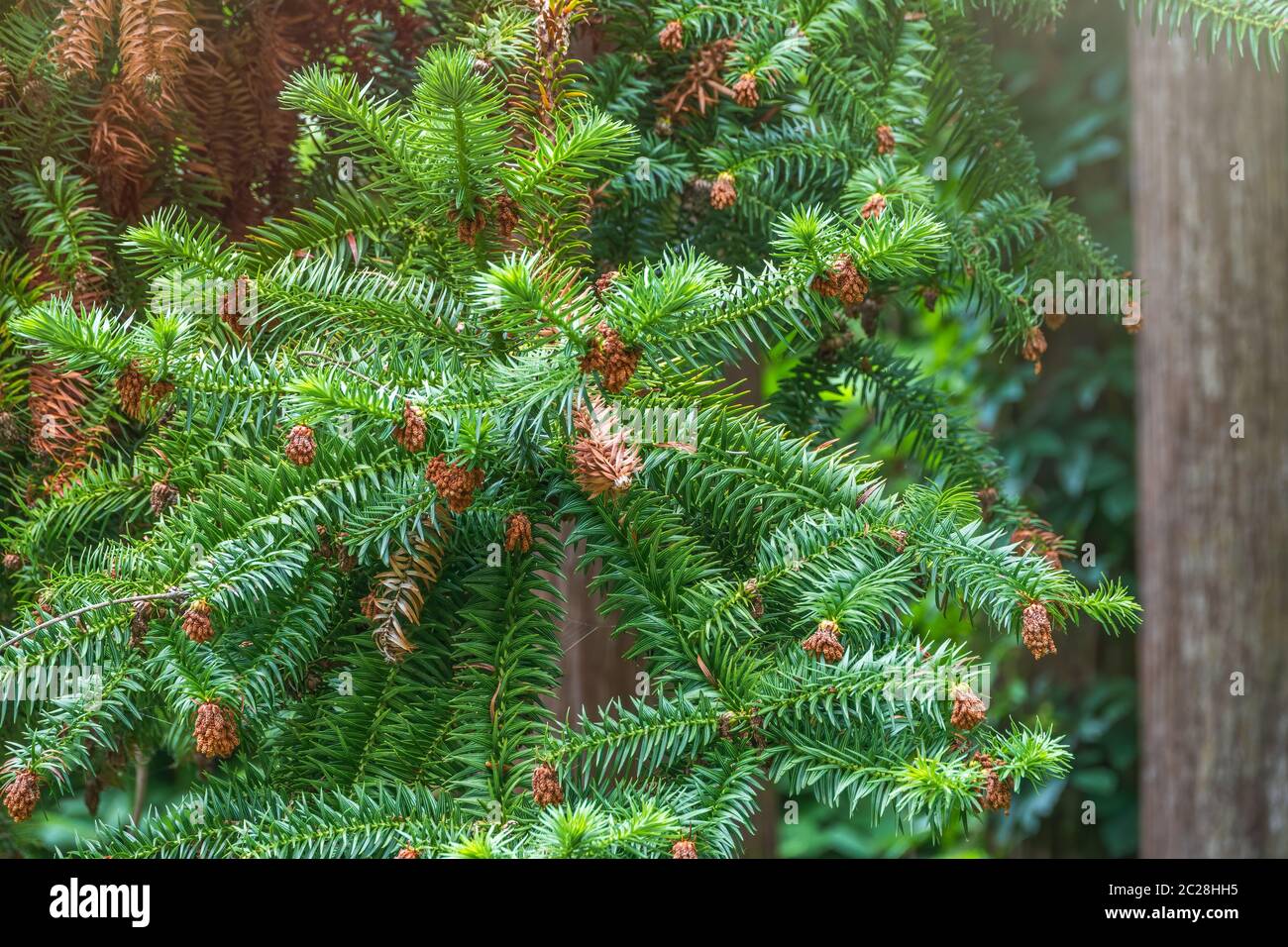 Green branches of the evergreen tree Cryptomeria. Cryptomeria japonica, Japanese cedar or Japanese redwood, evergreen tree, attractive needle shaped l Stock Photo