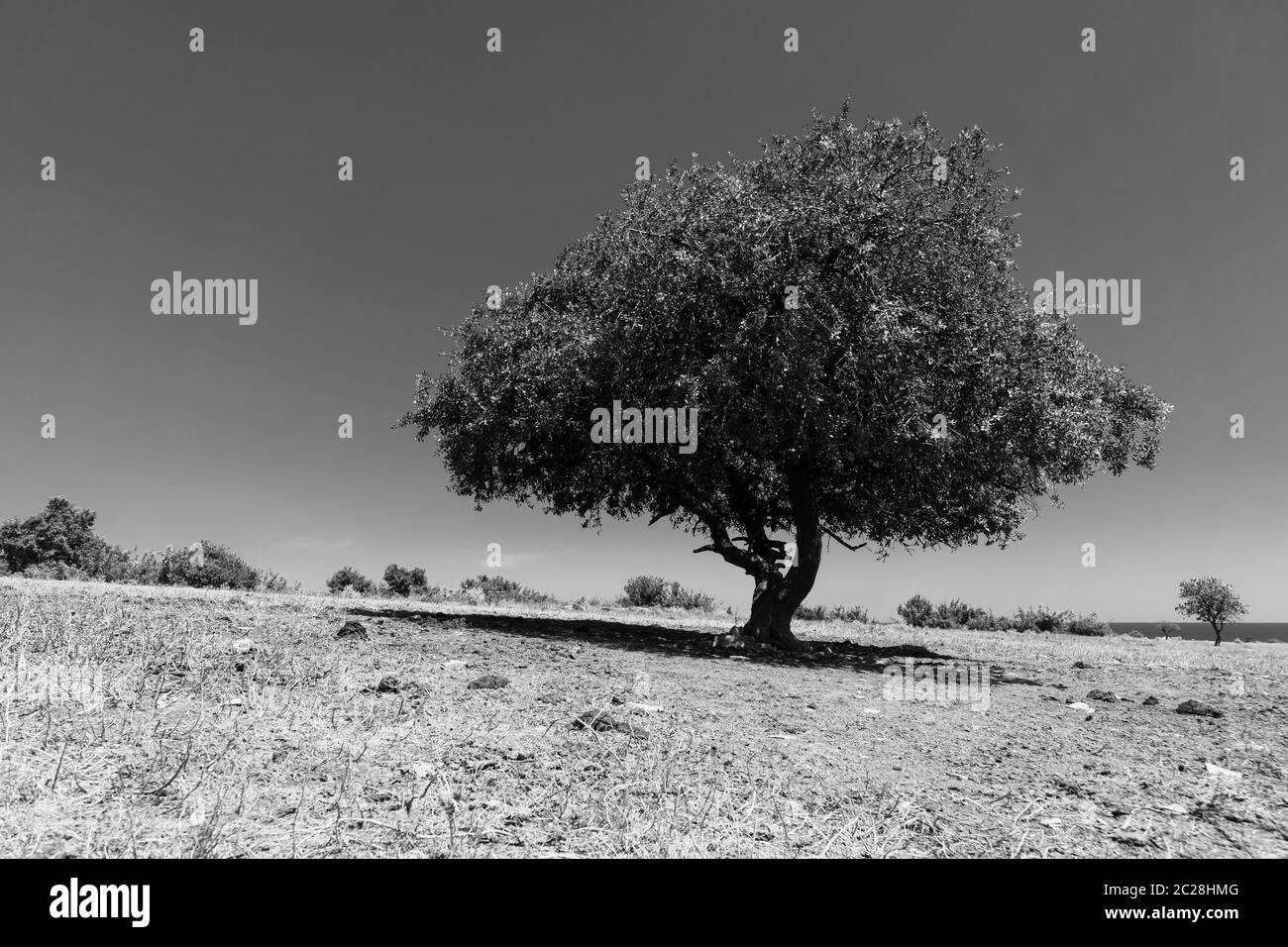Natural landscape. Lonely tree in the field. Black and white Stock ...