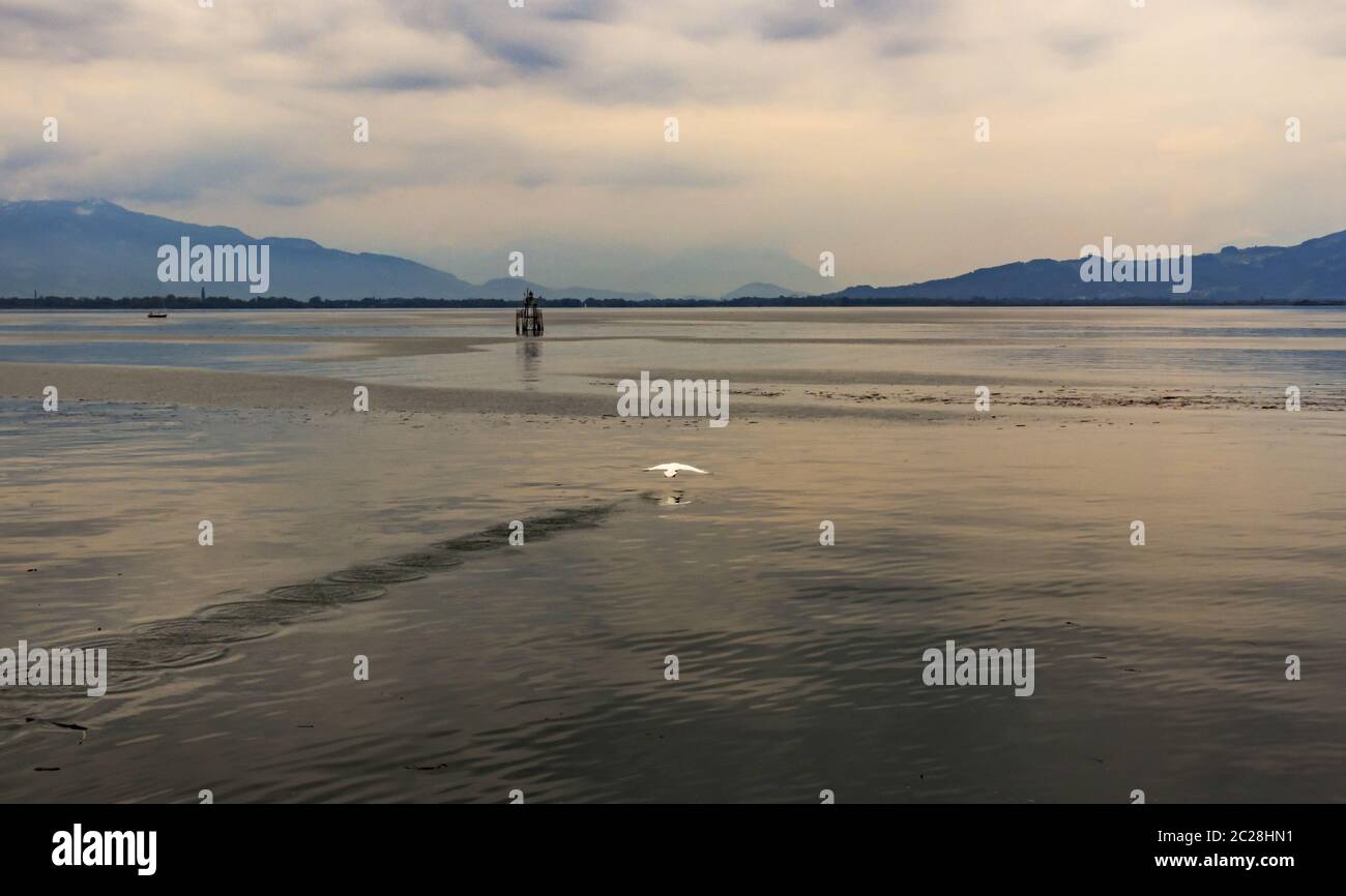 Lake Constance landscape image with departing swan Stock Photo