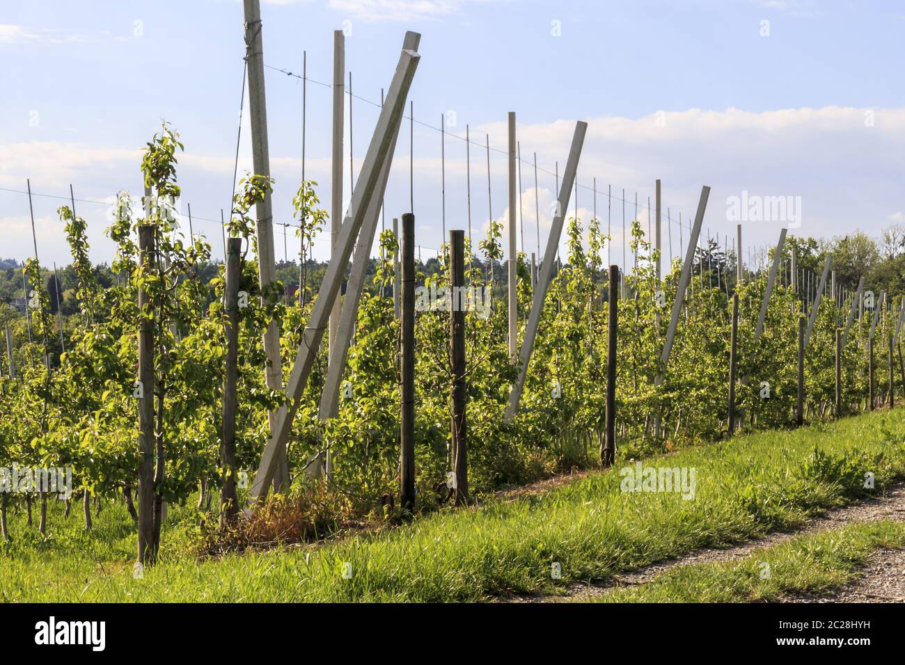 Trellis fruit hires stock photography and images Alamy