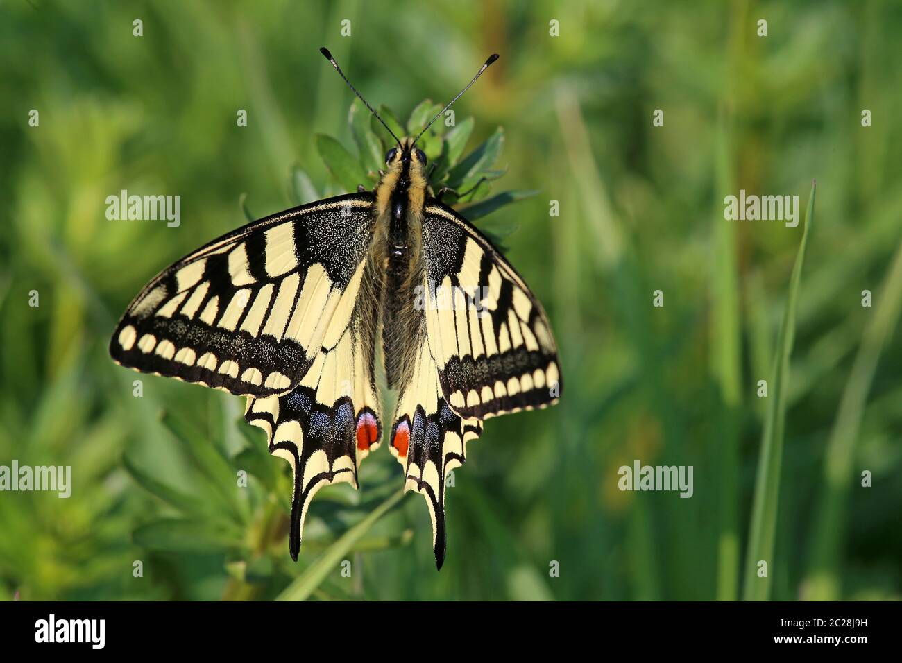 Swallowtail Papilio machaon from the Saalbachnieung near HambrÃ¼cken Stock Photo