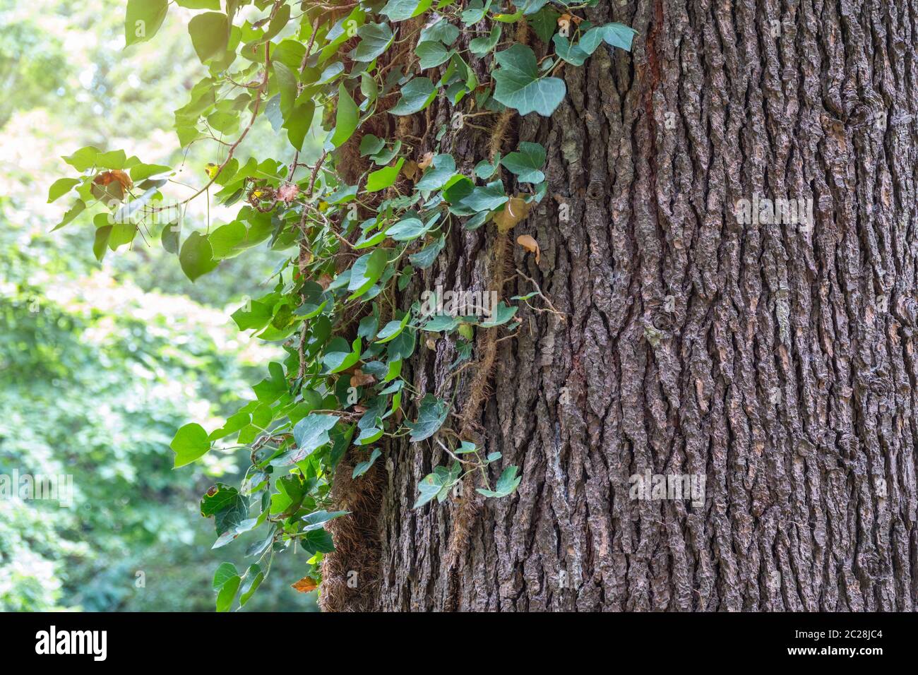 tree trunk with green leaves creeper 25063202 PNG