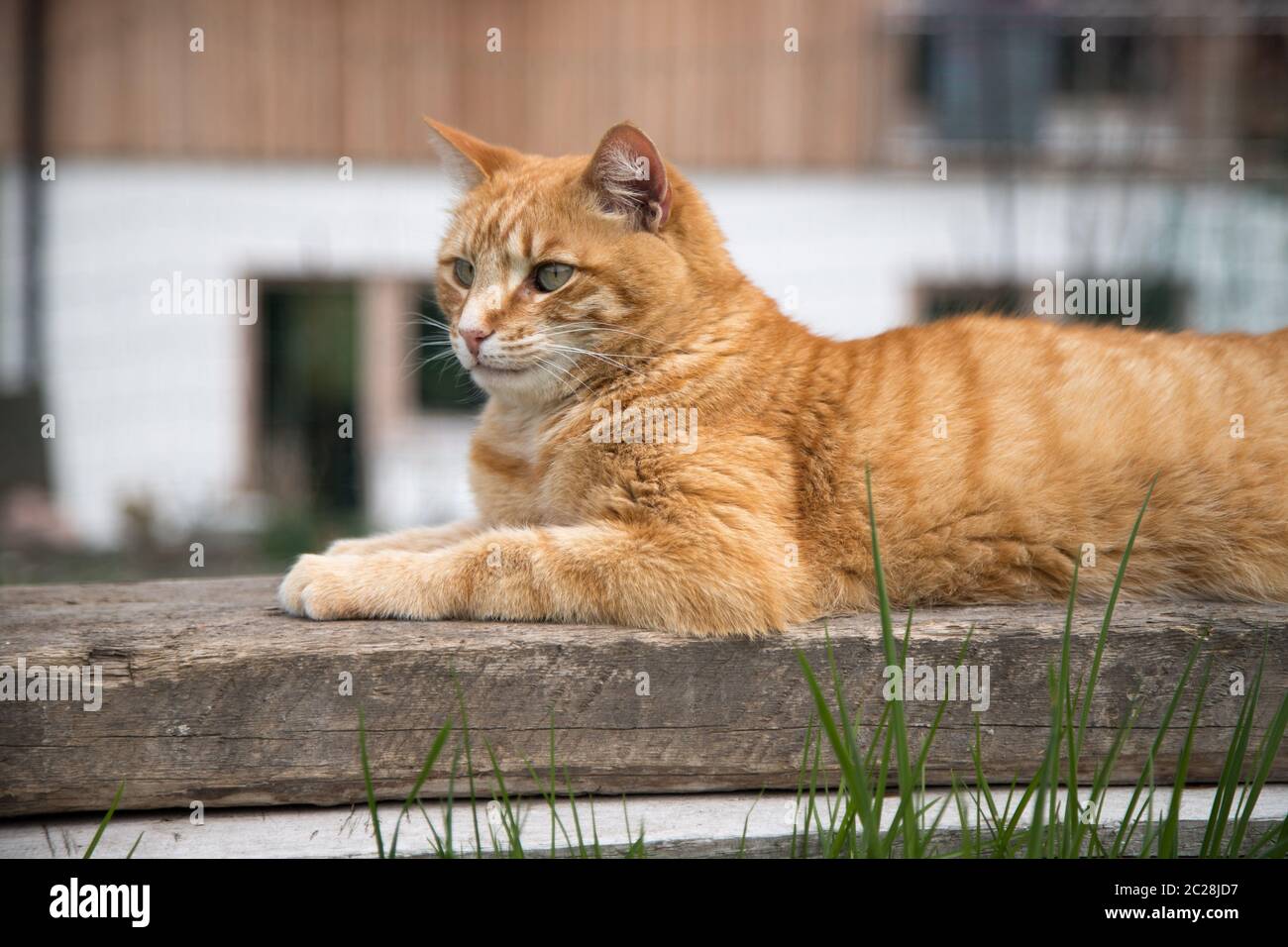 Close up picture of red tabby cat relaxing in the garden Stock Photo ...