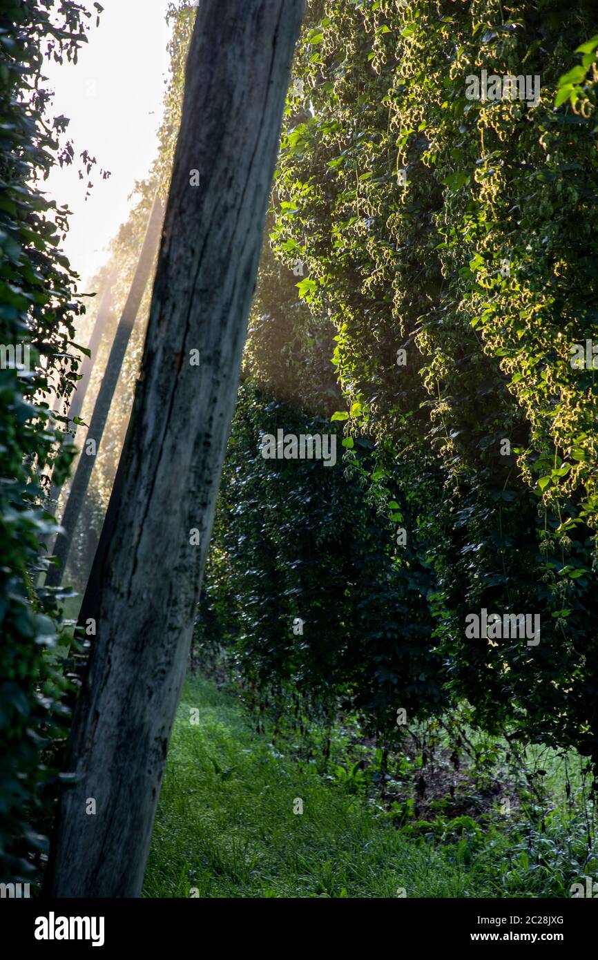 Tall green plants hi-res stock photography and images - Alamy