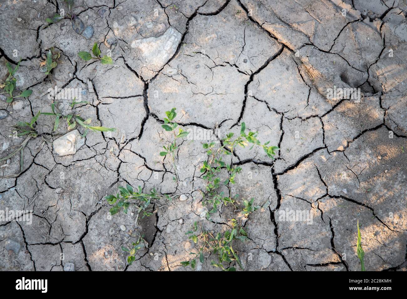 Dry cracked soil on a field, global warming Stock Photo