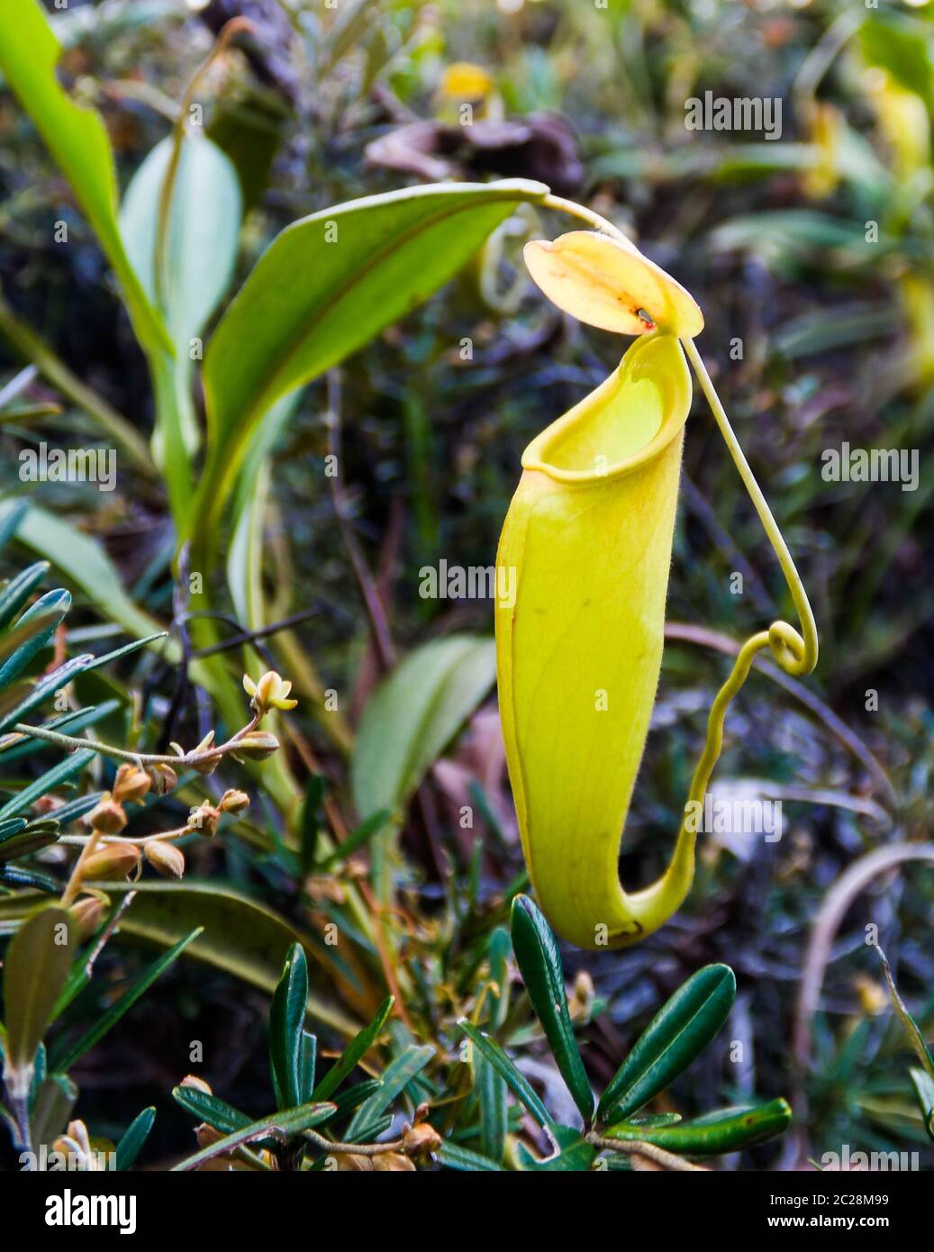 View to pitcher plant of Nepenthes,Atsinanana region, Madagascar Stock Photo