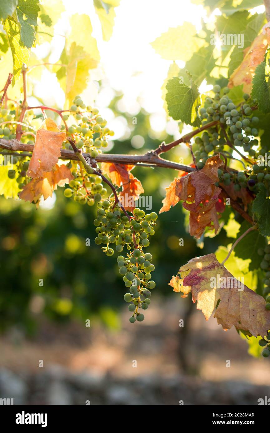 Ripe Vine grapes on a farm, Tuscany, Italy Stock Photo - Alamy