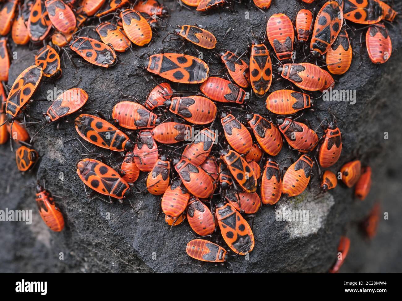 Are There Bugs In Germany