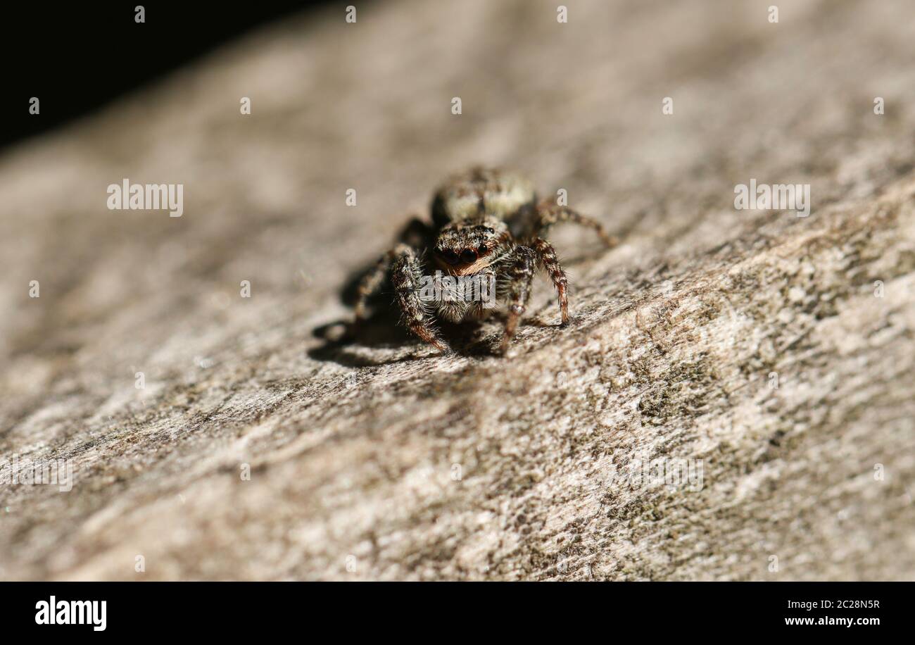 A FencePost Jumping Spider, Marpissa muscosa, hunting for food on a