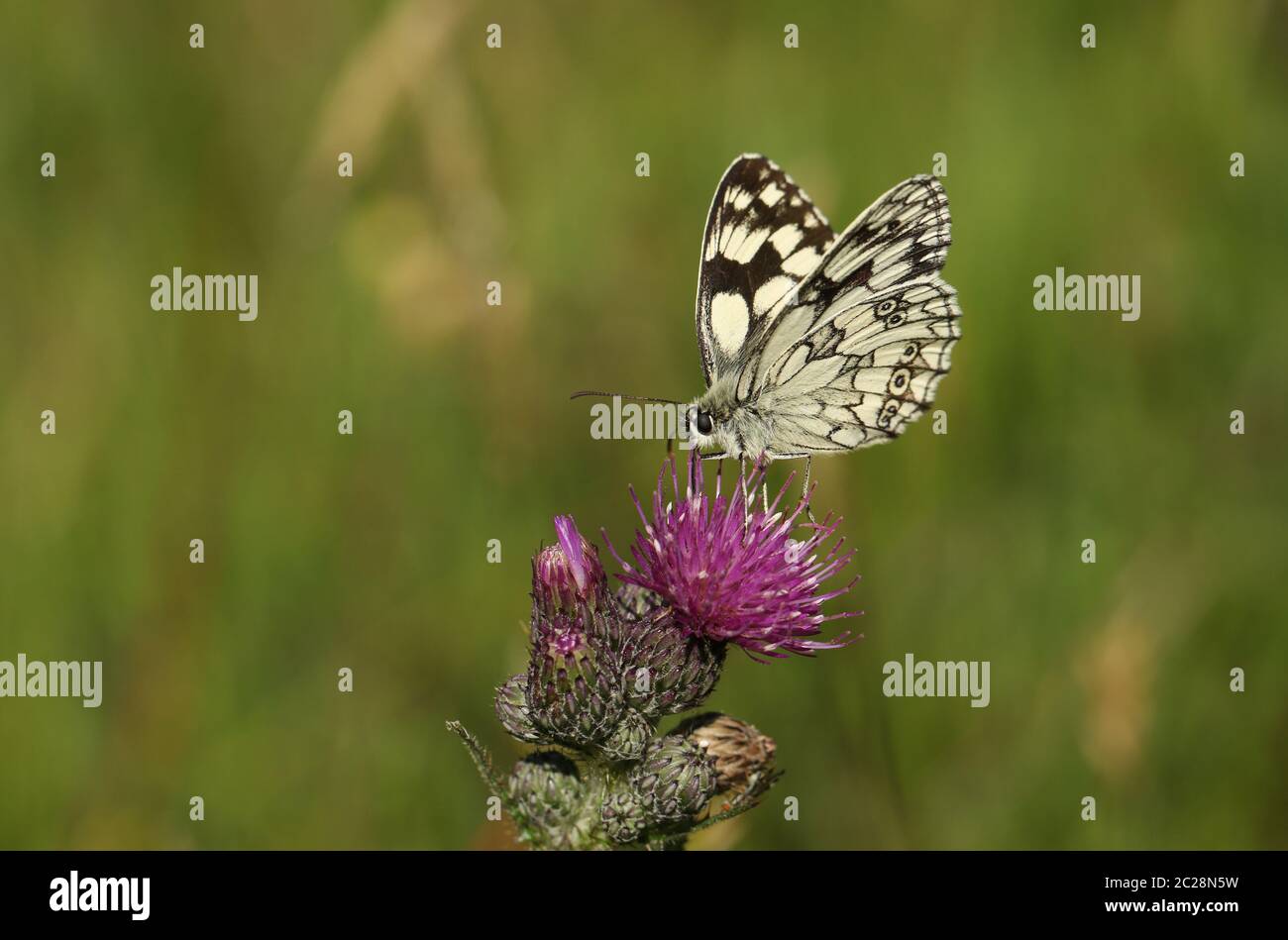 A pretty Marbled White Butterfly, Melanargia galathea, nectaring on a Thistle flower in a meadow. Stock Photo