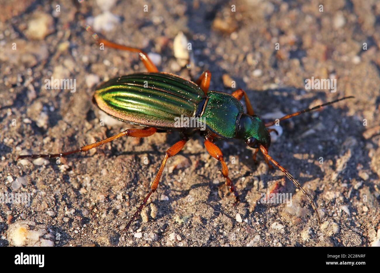 Gold running beetle or goldsmith Carabus auratus Stock Photo