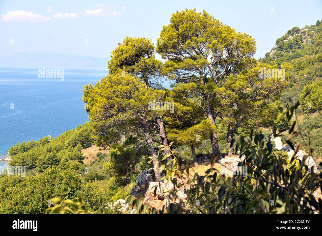 group of trees at the coast of Igrane in Croatia Stock Photo
