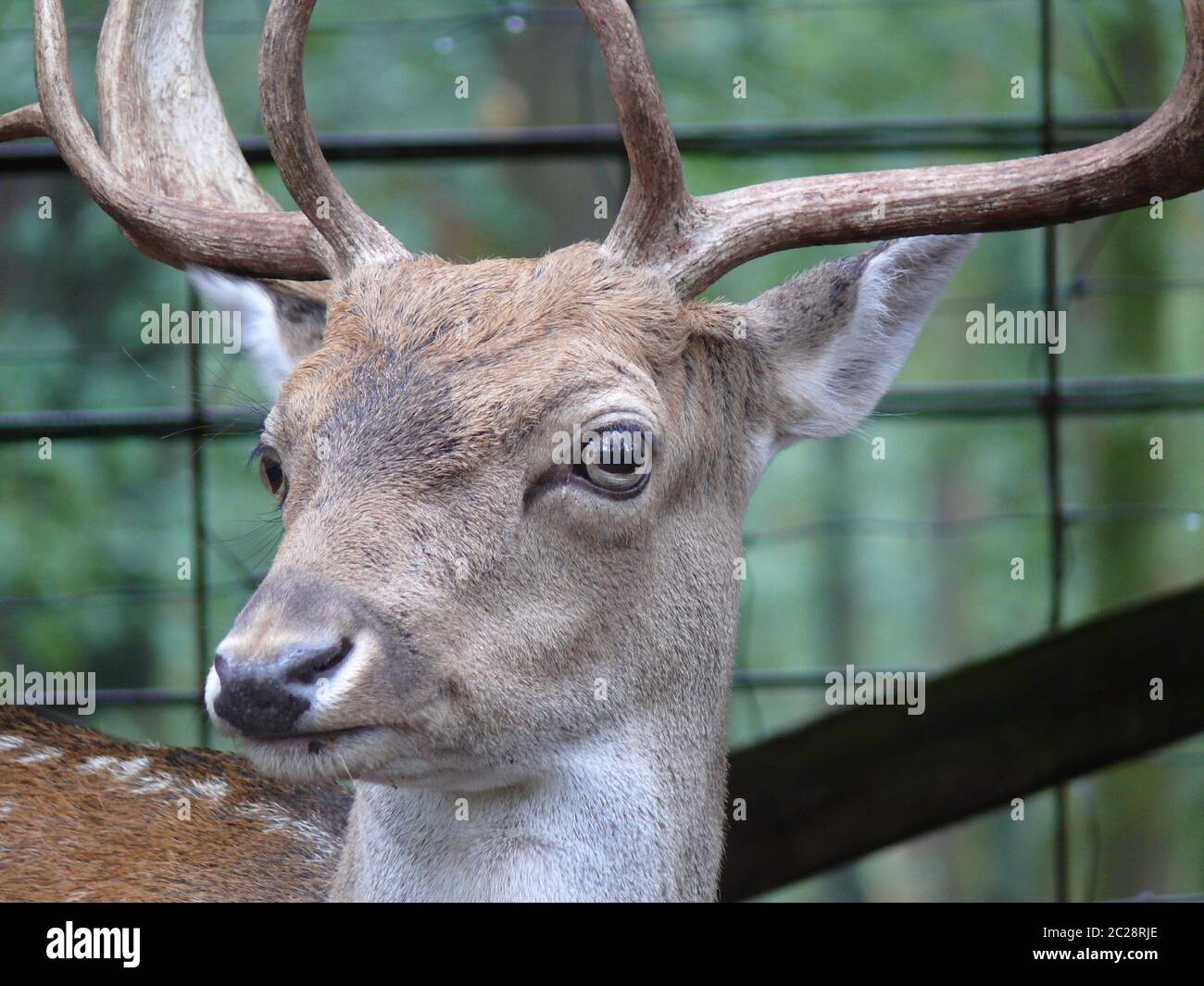 Head of a young stag Stock Photo
