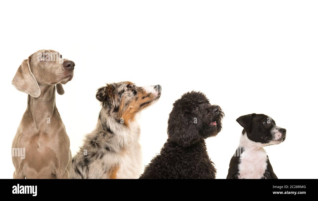 Portraits of various breeds of dogs in a row from small to large all looking up isolated on a white background Stock Photo