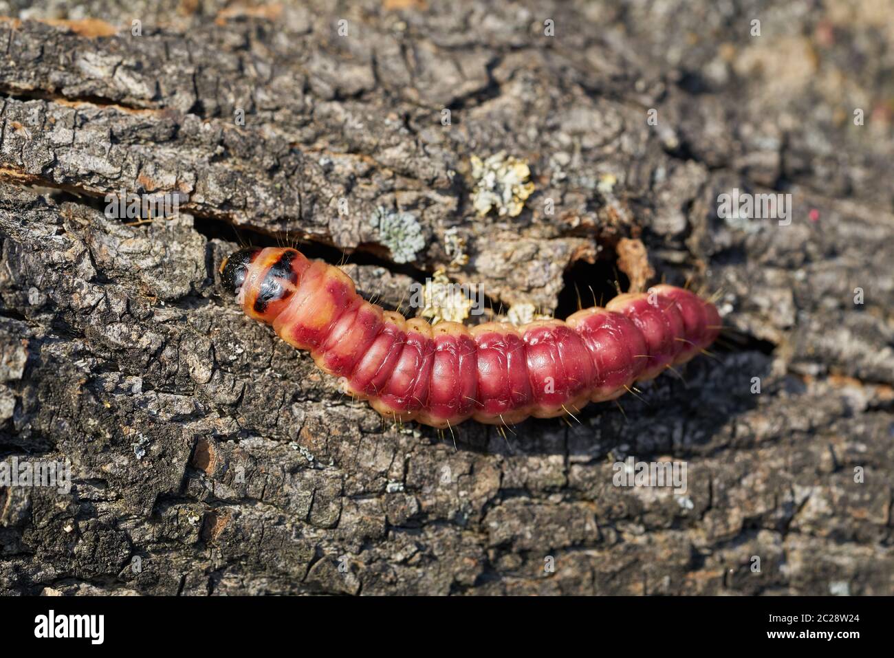 Larva of a goat moth (Cossus Cossus) on the bark of a tree Stock Photo
