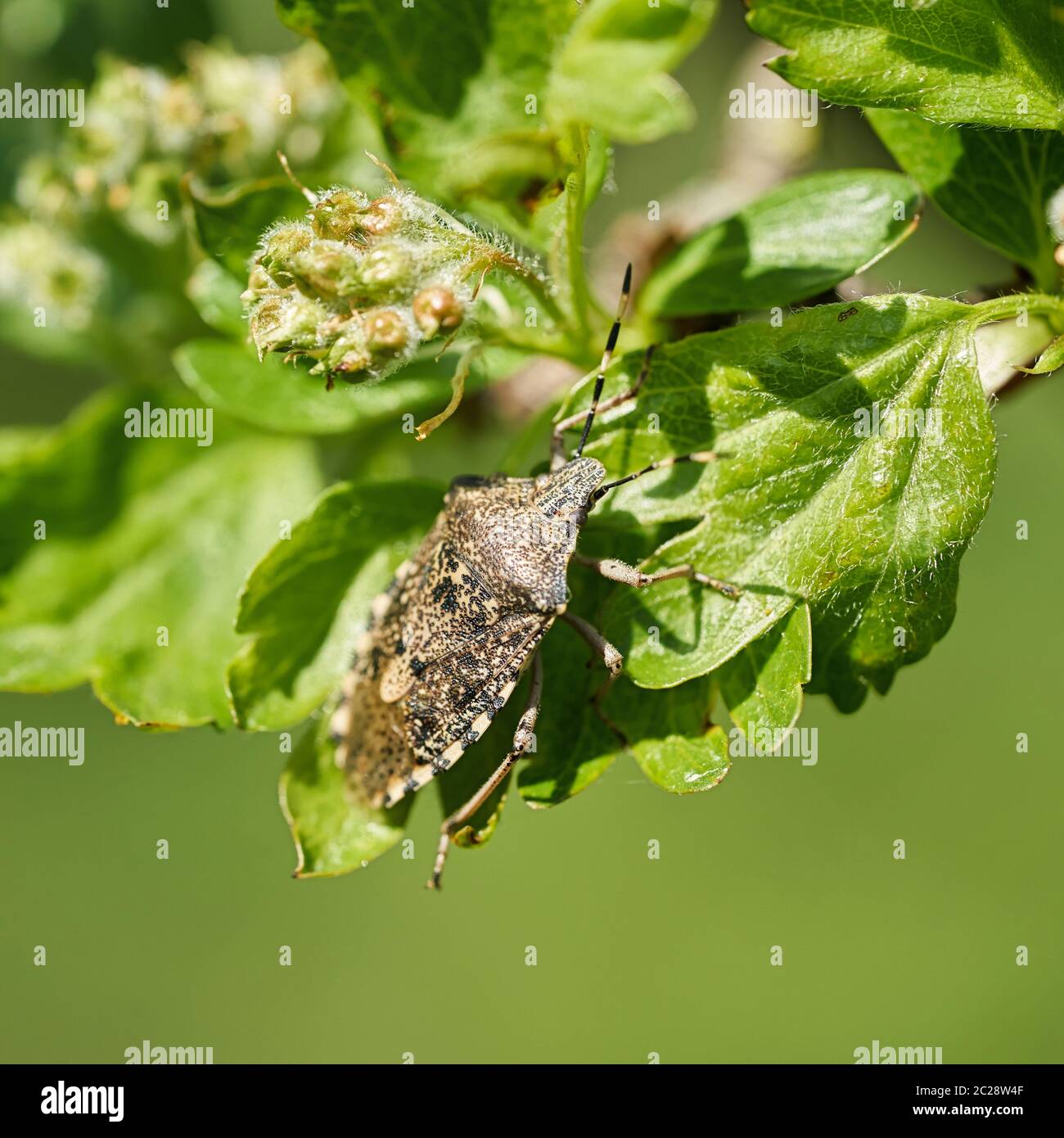 Mottled Shieldbug (Rhaphigaster nebulosa) on a hawthorn in spring Stock Photo