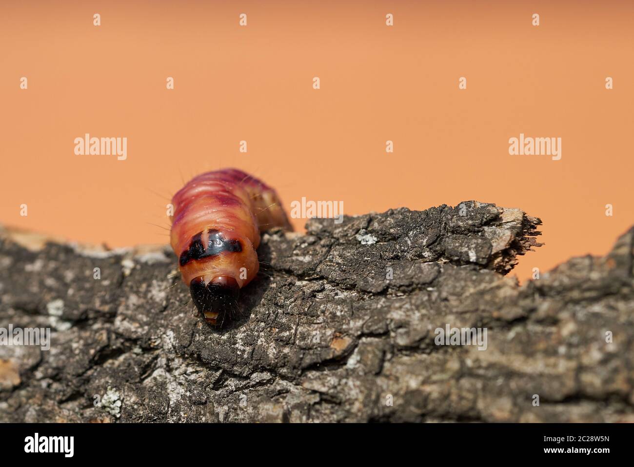 Larva of a goat moth (Cossus Cossus) on the bark of a tree Stock Photo