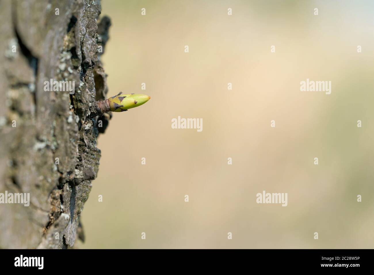 young bud on a tree in spring Stock Photo