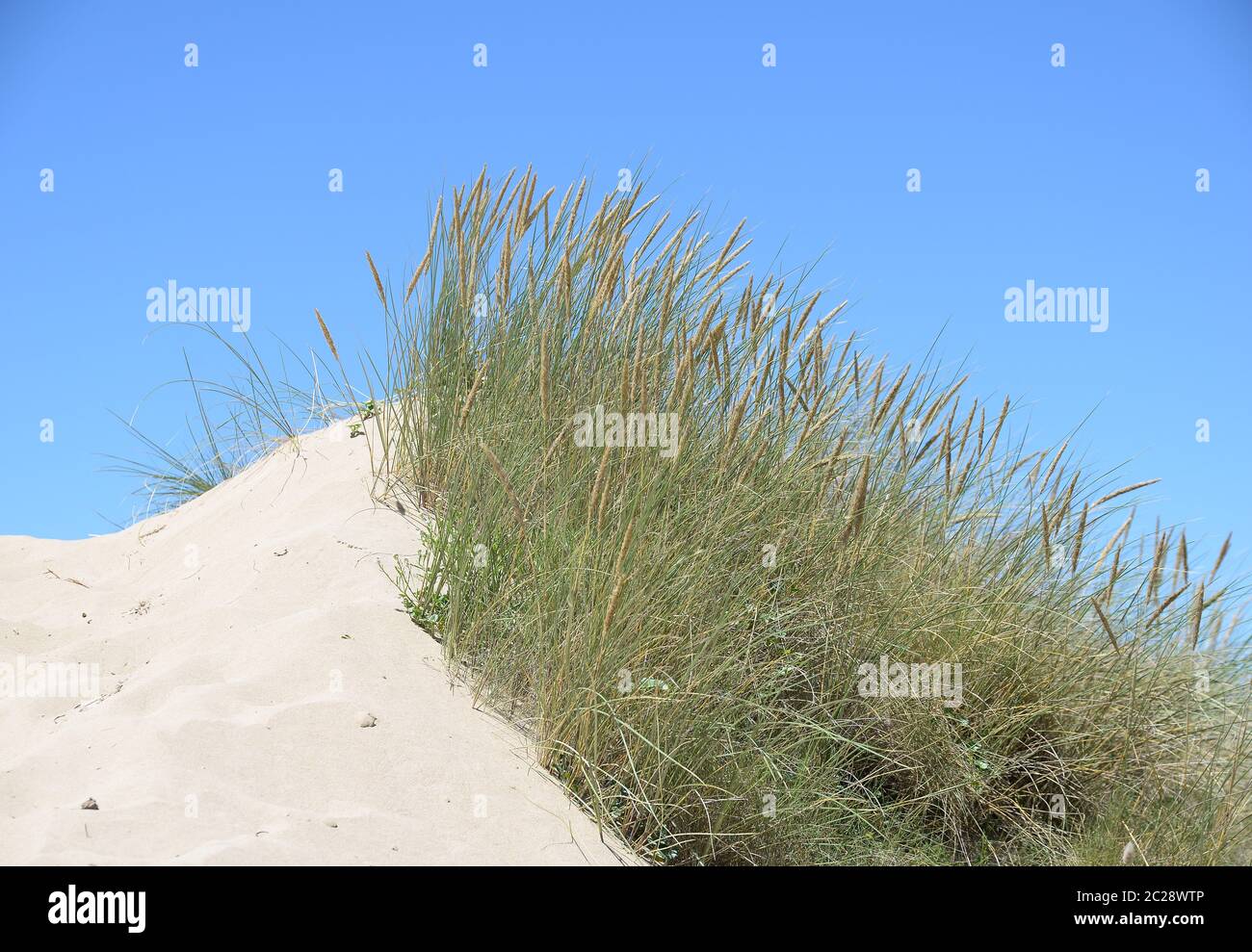 Dune By The Sea Hi-res Stock Photography And Images - Alamy