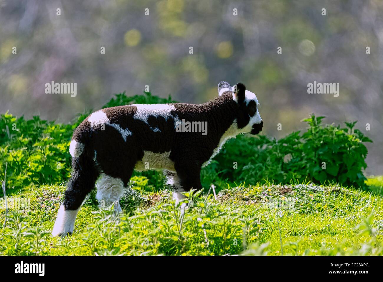 Baby domestic sheep (Ovis aries) in Stowe, Buckinghamshire, United Kingdom Stock Photo