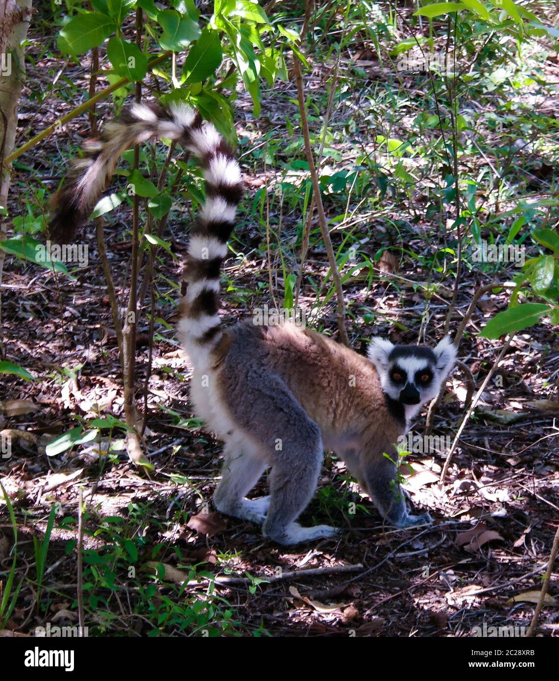 Portrait of the eating ring-tailed lemur Lemur catta aka King Julien in Anja Community Reserve at Manambolo, Ambalavao, Madagasc Stock Photo