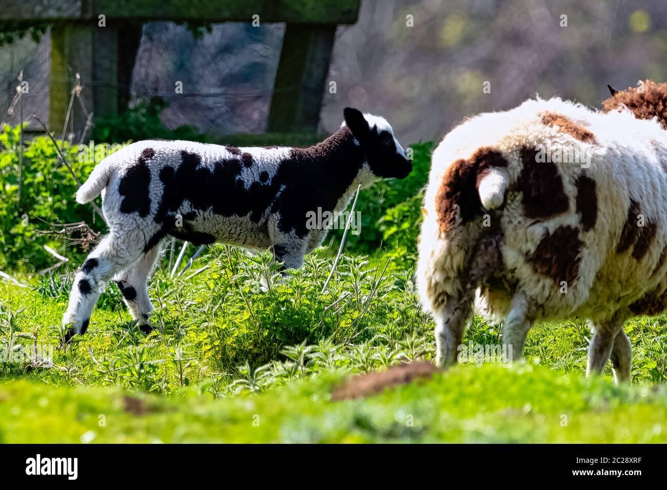 Baby domestic sheep (Ovis aries) in Stowe, Buckinghamshire, United Kingdom Stock Photo