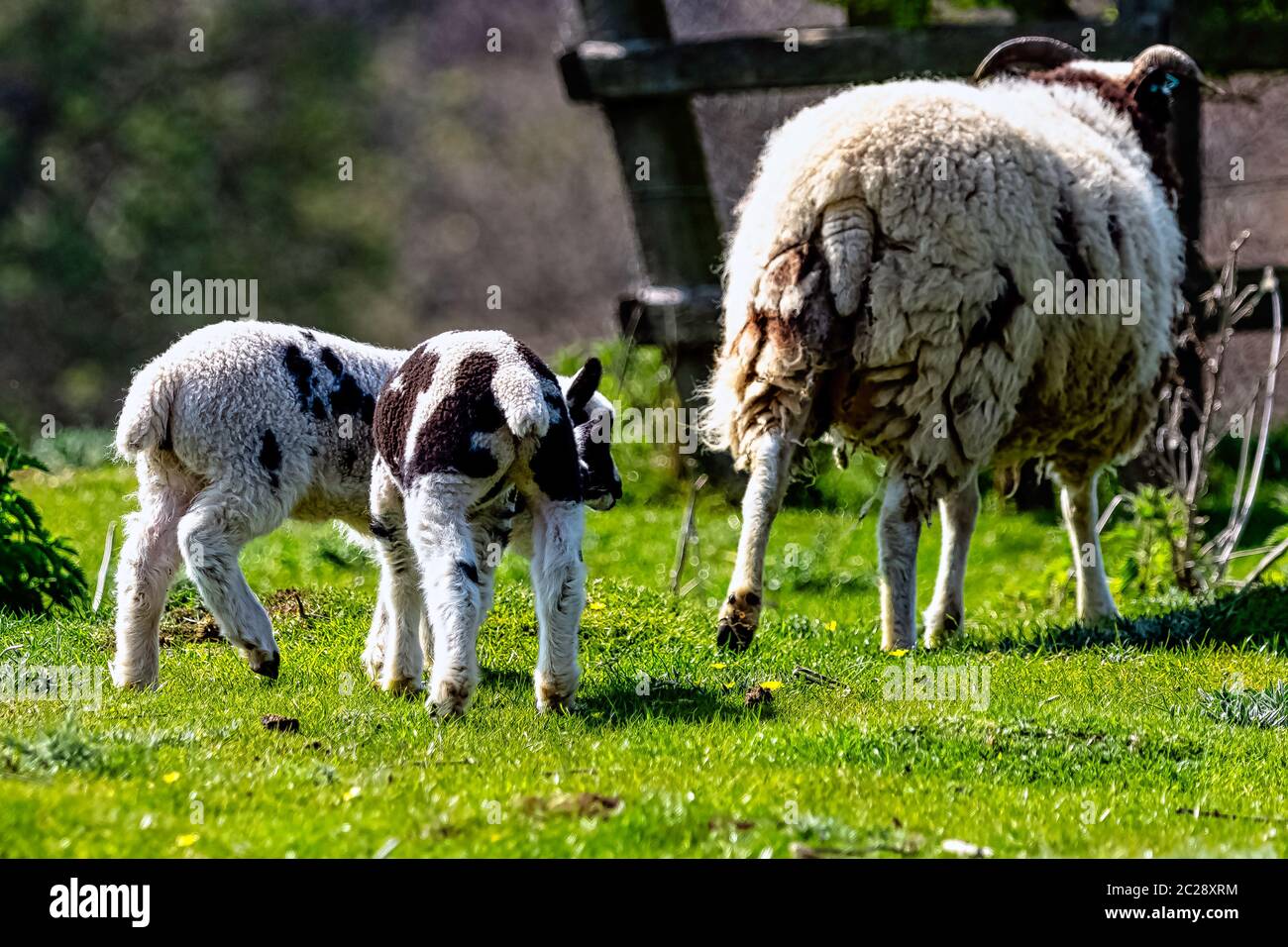 Baby domestic sheep (Ovis aries) in Stowe, Buckinghamshire, United Kingdom Stock Photo