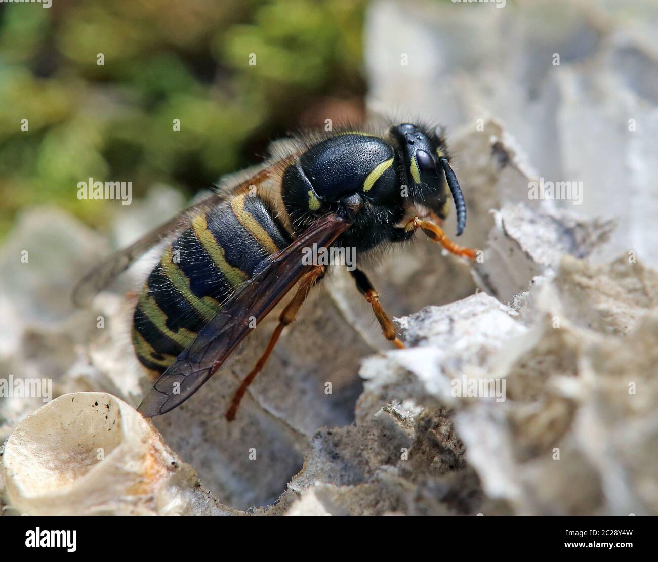 Macro Queen of the Red Wasp Vespula rufa from the Hintersee near Mittersill Stock Photo