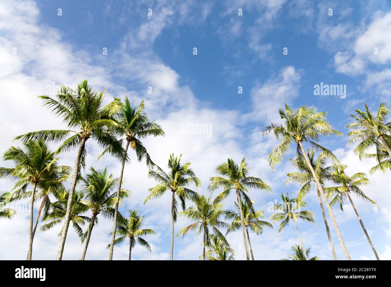 Beach blue sky sea palm trees sunny hi-res stock photography and images ...