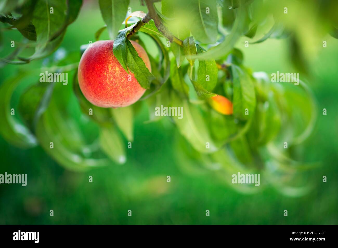 Peach fruit tree Stock Photo
