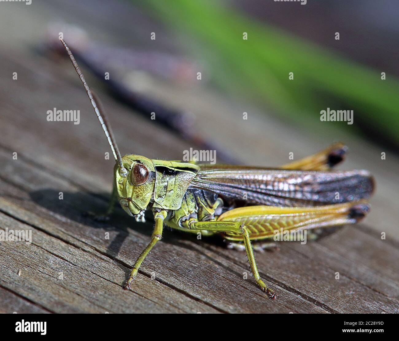 Macro Male Colorful Grasshopper Omocestus viridulus from Wasenmoos at Mittersill Stock Photo