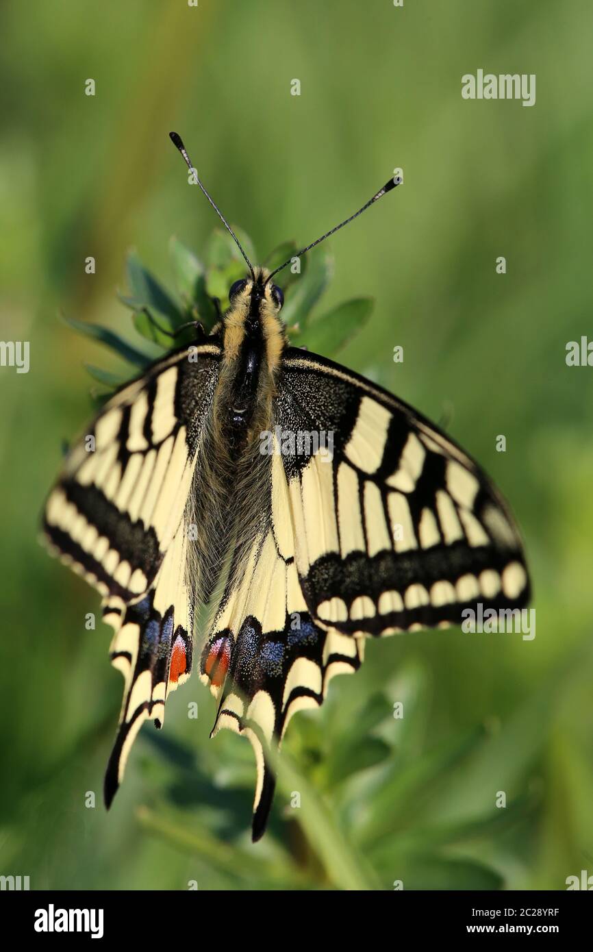 Macro swallowtail Papilio machaon from the Saalbachnieung Stock Photo