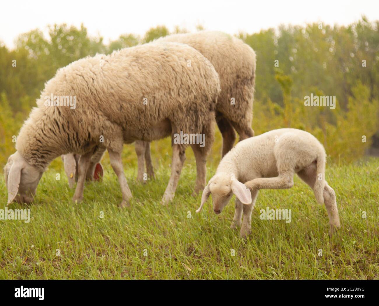 flock of sheep with little lamb Stock Photo