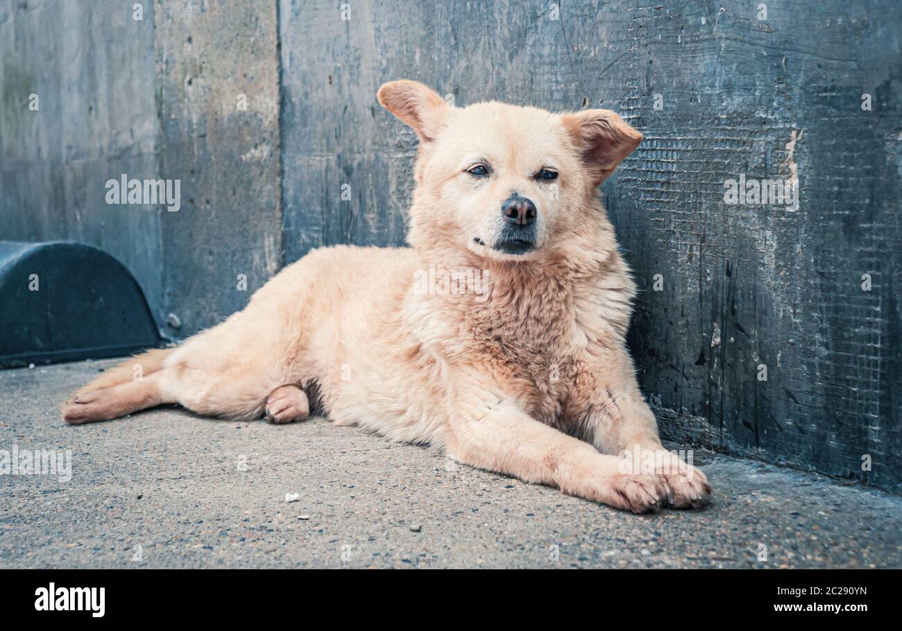 Sad Animal Rescues Sad dog in shelter waiting to be rescued and adopted to new home ...