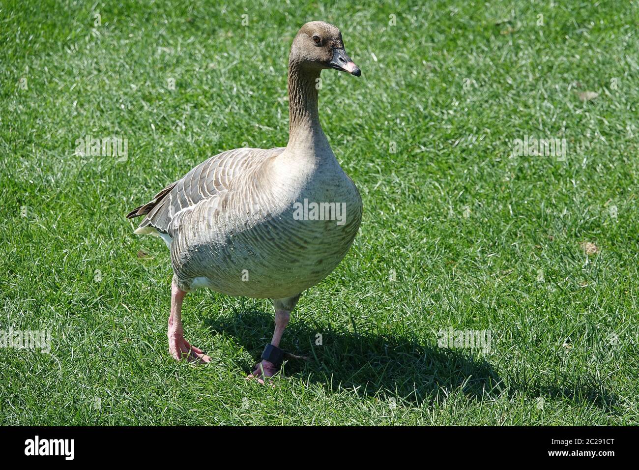 Short beak goose Anser brachyrhynchus as Neozoon in Germany Stock Photo