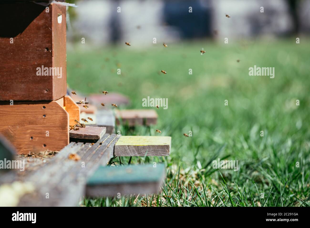 Bees group flying grass hi-res stock photography and images - Alamy