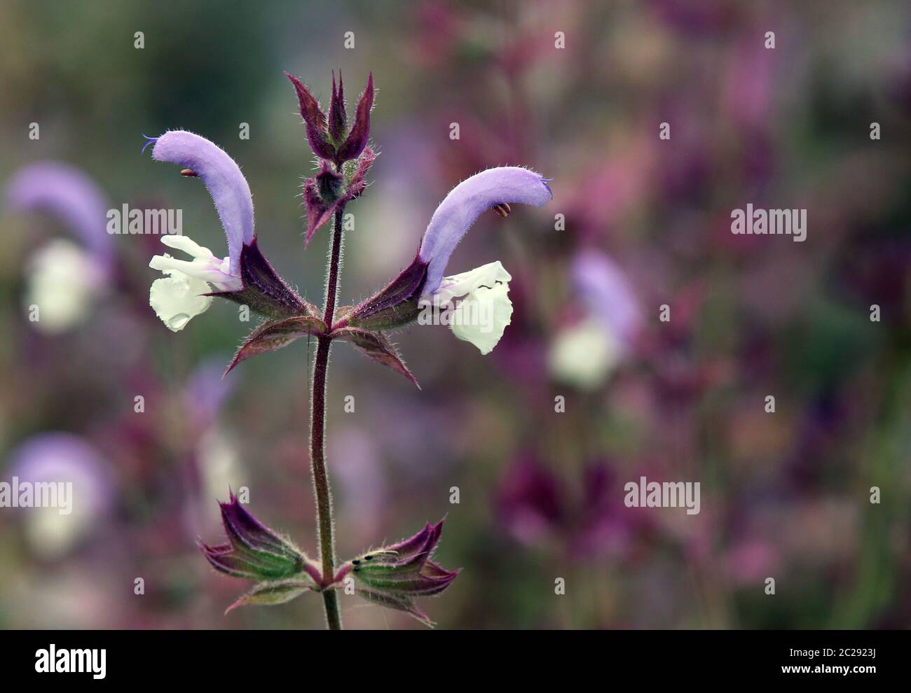 Macro Muscat Sage Salvia sclarea Stock Photo