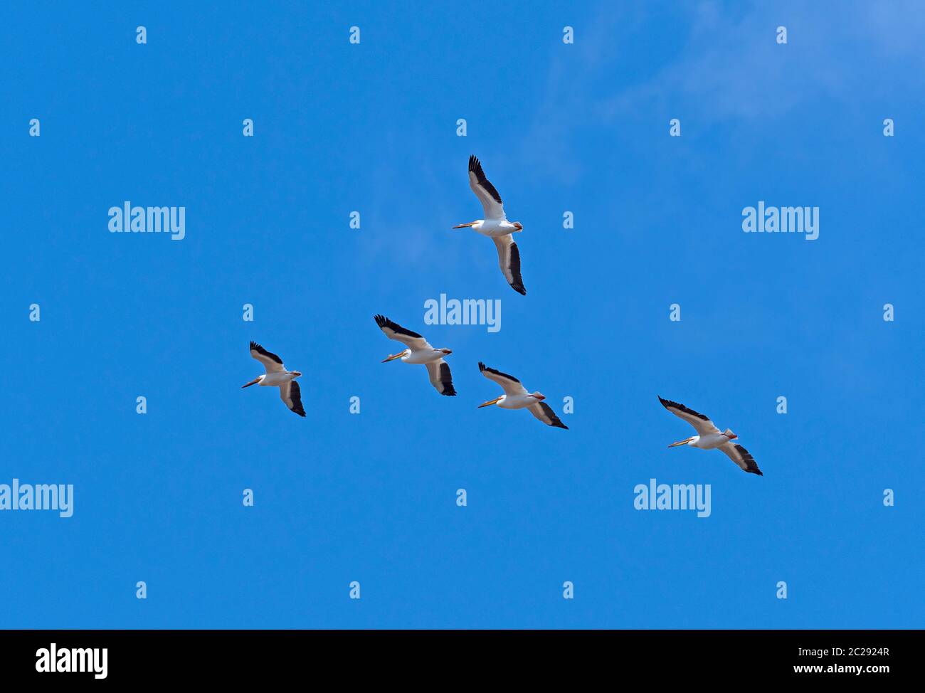 A Group of White Pelican Flying Overhead in Horicon National Wildlife Refuge in Wisconsin Stock Photo