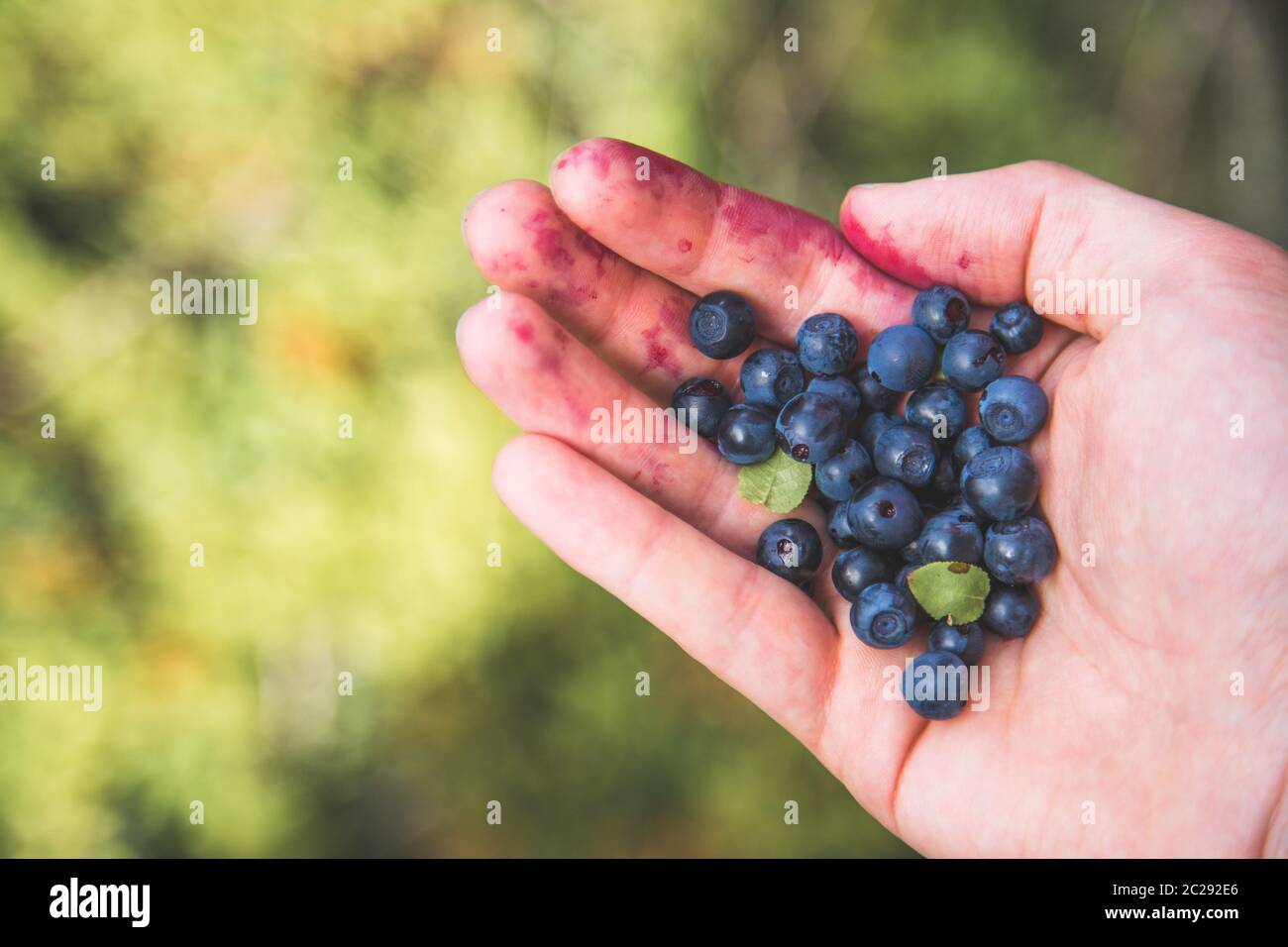 Fresh blue berries in the hand of a young woman: collecting while hiking on the mountains Stock Photo