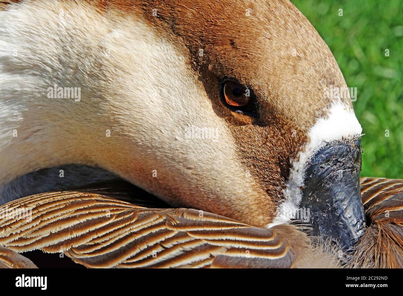Beak up close in plumage swan goose Anser cygnoides Stock Photo
