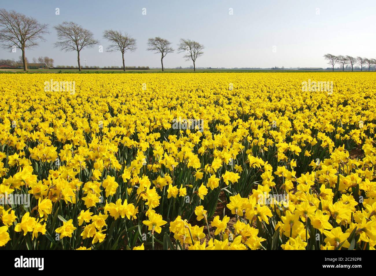 Daffodils near Julianadorp, district Den Helder, Province North Holland, The Netherlands, West Europe Stock Photo