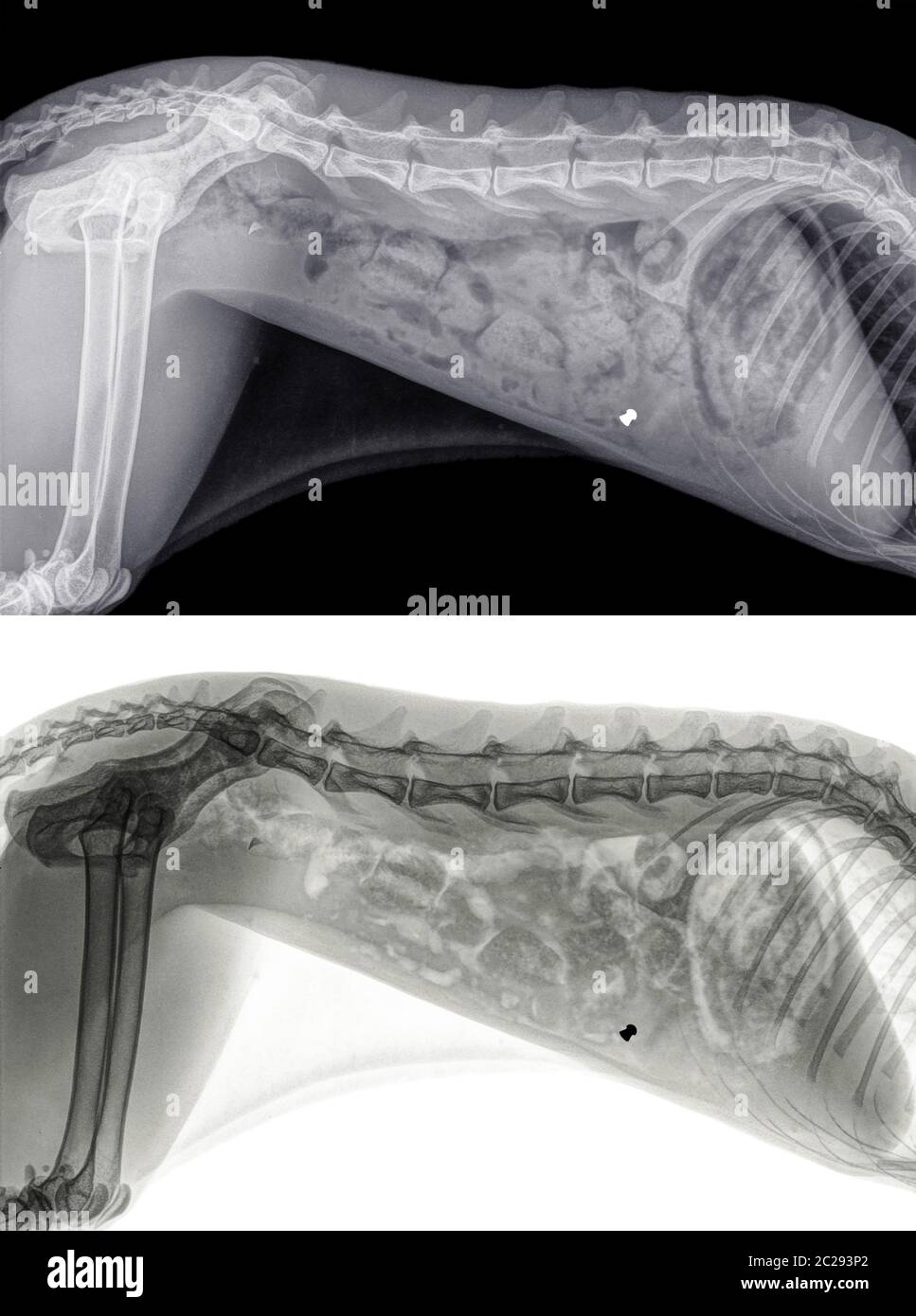 X-ray of a cat shot with an airgun bullet. The bullet is located in the front part of the abdomen. Side view, isolated on black and white Stock Photo