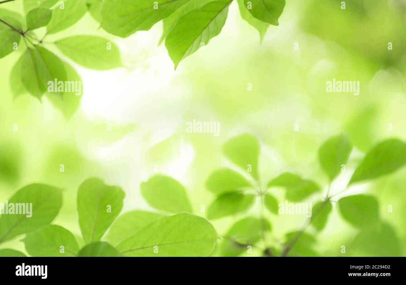 Closeup nature view of green leaf on blurred greenery background in ...