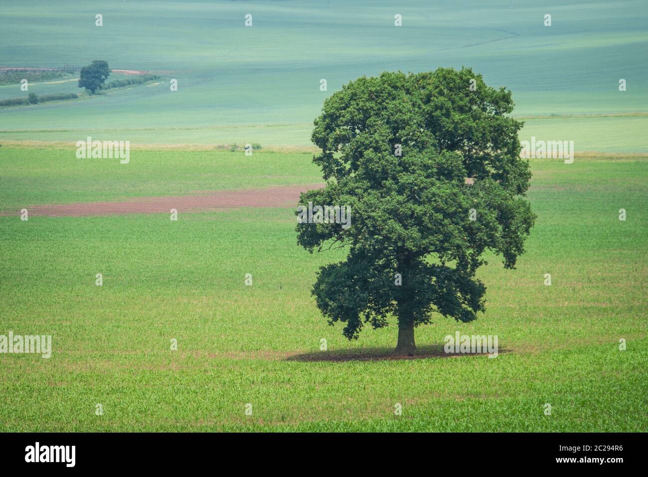 A lone tree in a large field of Maize. Stock Photo