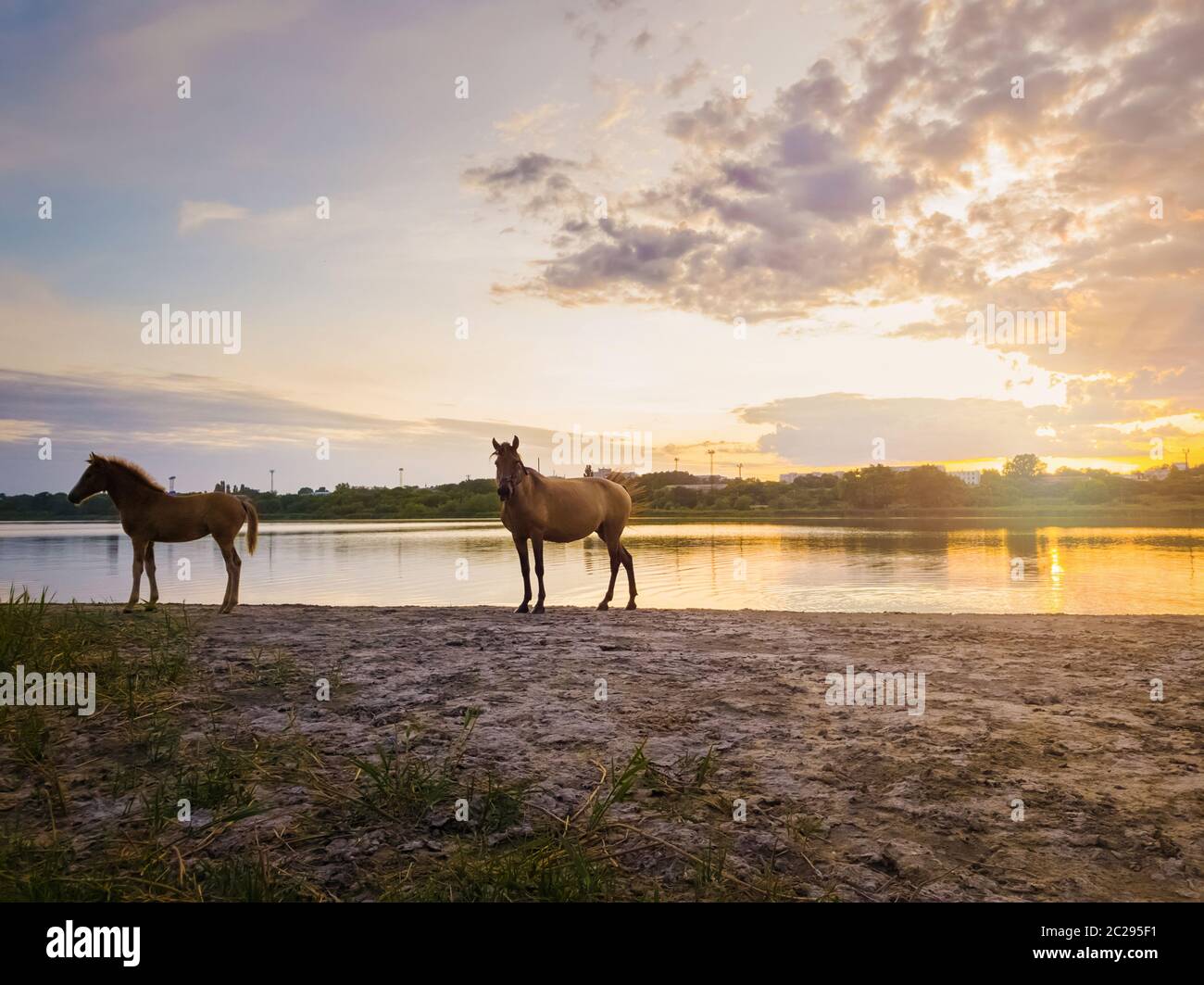 Two brown horses, young foal and his mother mare, standing near pond, watering over sunset background with reflection on the lake surface. Stock Photo