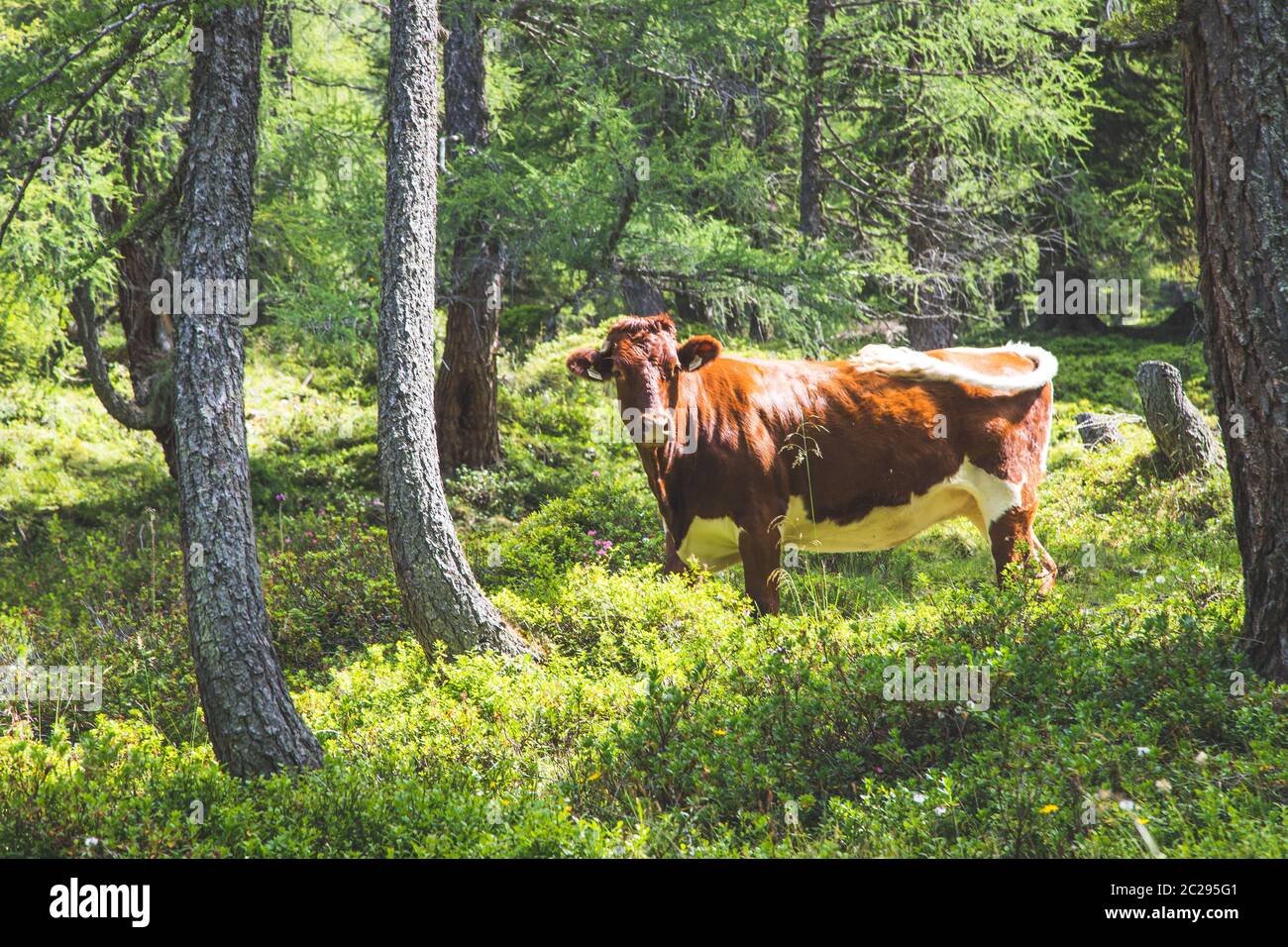 Brown cow in forest hi-res stock photography and images - Alamy